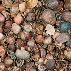 Schelpen Schoongewassen 3-20mm mini bag 350 kg Schelpen Schoongewassen 3-20mm mini bag 350 kg