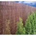 Wilgenmat 100x200 cm Concour